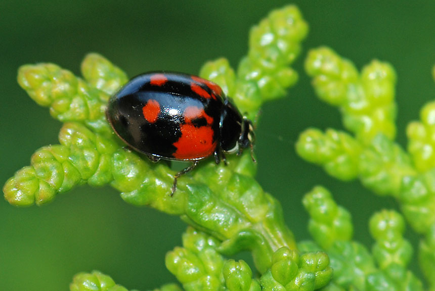 Coccinella... Adalia bipunctata